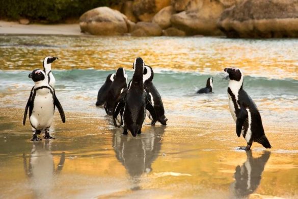 African penguins on Cape Town beach representing local ingredients inspiring Cape Town's secret food scene